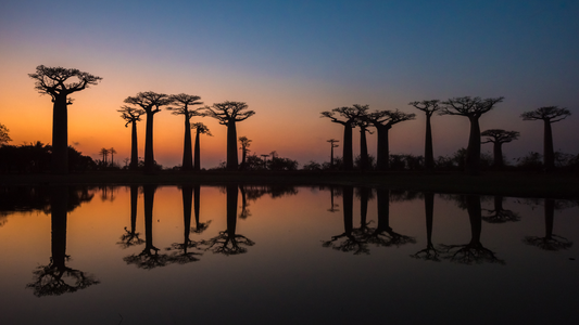 L’Allée des Baobabs : le souffle majestueux de l’ouest