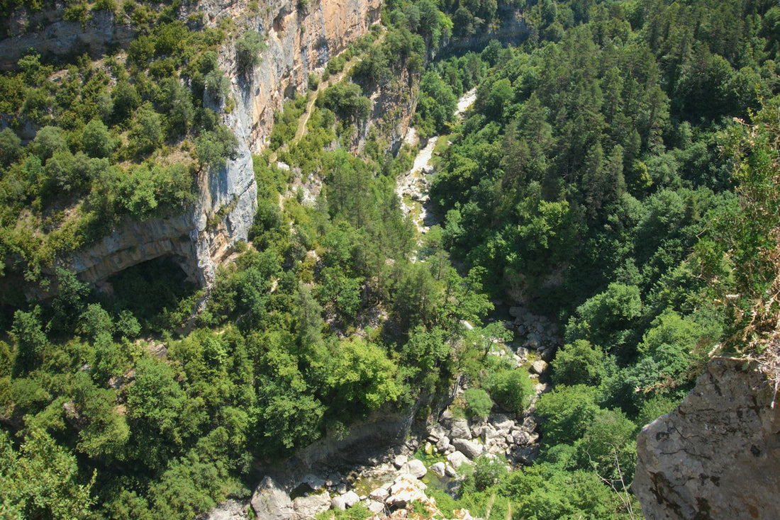 Forêt tropicale luxuriante, ambiance similaire à Ranomafana
