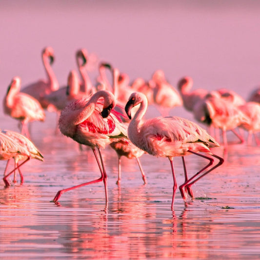 Le Parc national de Tsimanampetsotsa : un trésor caché du sud de Madagascar